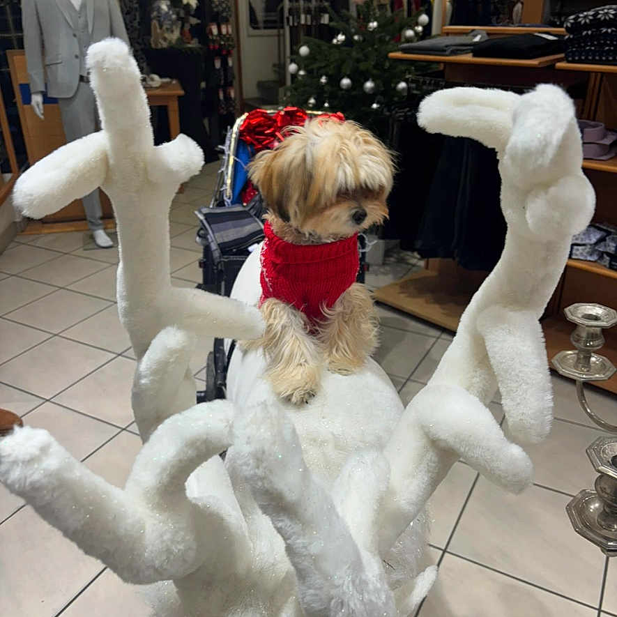 Teddy