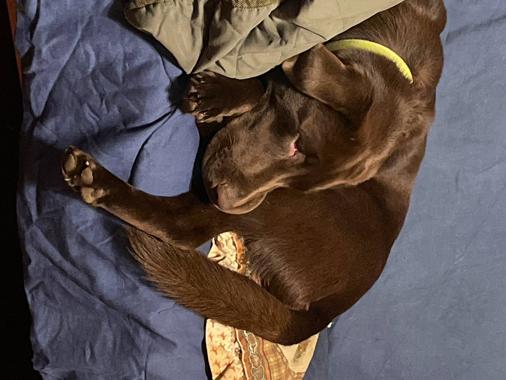 Reya is registered to the contest to win money with this photo: grey, hat, personal_protective_equipment, plant, shadow, tints_and_shades, tree, trunk, wood