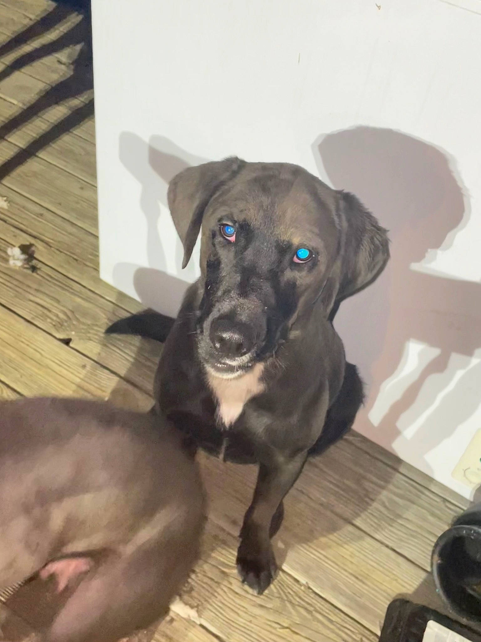 Nova joined the competition — help win amazing prizes! borador, carnivore, companion_dog, dog, dog_breed, dog_collar, fawn, flooring, guard_dog, gun_dog, hardwood, liver, pet_supply, snout, sporting_group, tail, toy_dog, whiskers, wood, working_animal