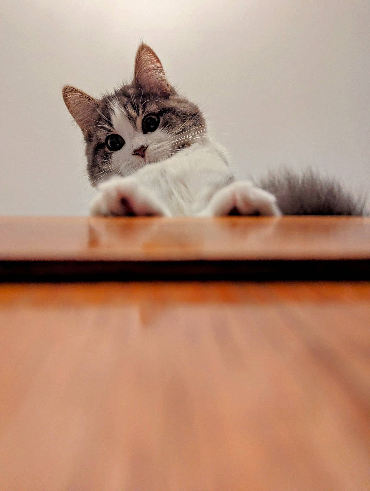 Heidi is registered to the contest to win money with this photo: carnivore, cat, claw, comfort, domestic_short_haired_cat, felidae, flooring, fur, hardwood, paw, photo_caption, rectangle, room, sitting, small_to_medium_sized_cats, snout, still_life_photography, tail, whiskers, wood