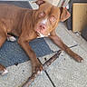 dog, brown_dog, stick, outdoor, mat, door, pavement, pet, animal, canine, playful, resting, paw, fur, ears, nose, eyes, relaxed, texture, house