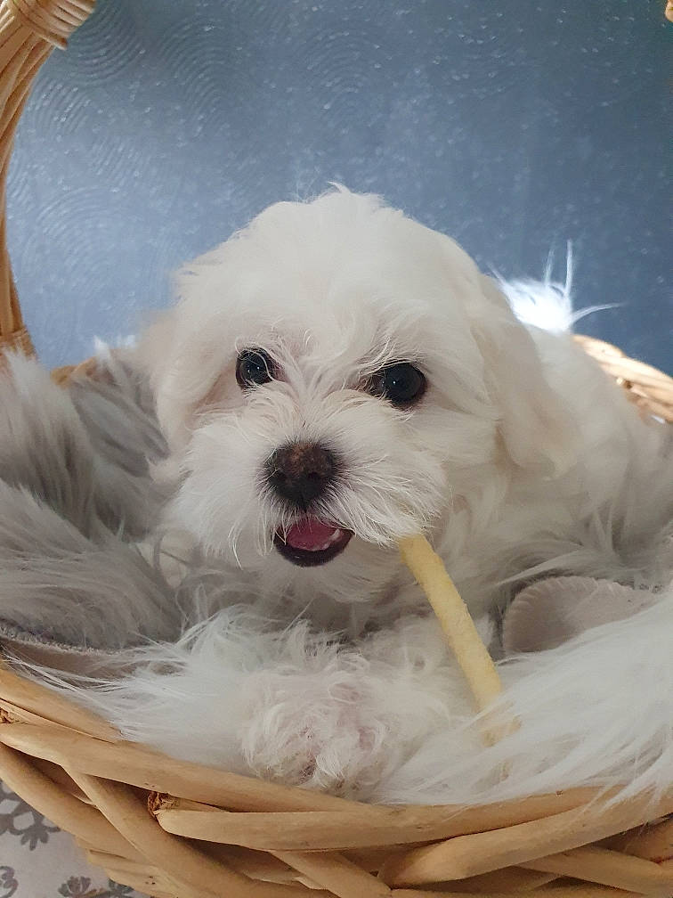Penny a rejoint le concours — aidez-le/la à gagner de superbes lots ! bichon, canidae, carnivore, companion_dog, dog, dog_breed, dog_supply, fur, maltepoo, non_sporting_group, poodle, snout, sporting_group, toy_dog, water_dog, working_animal