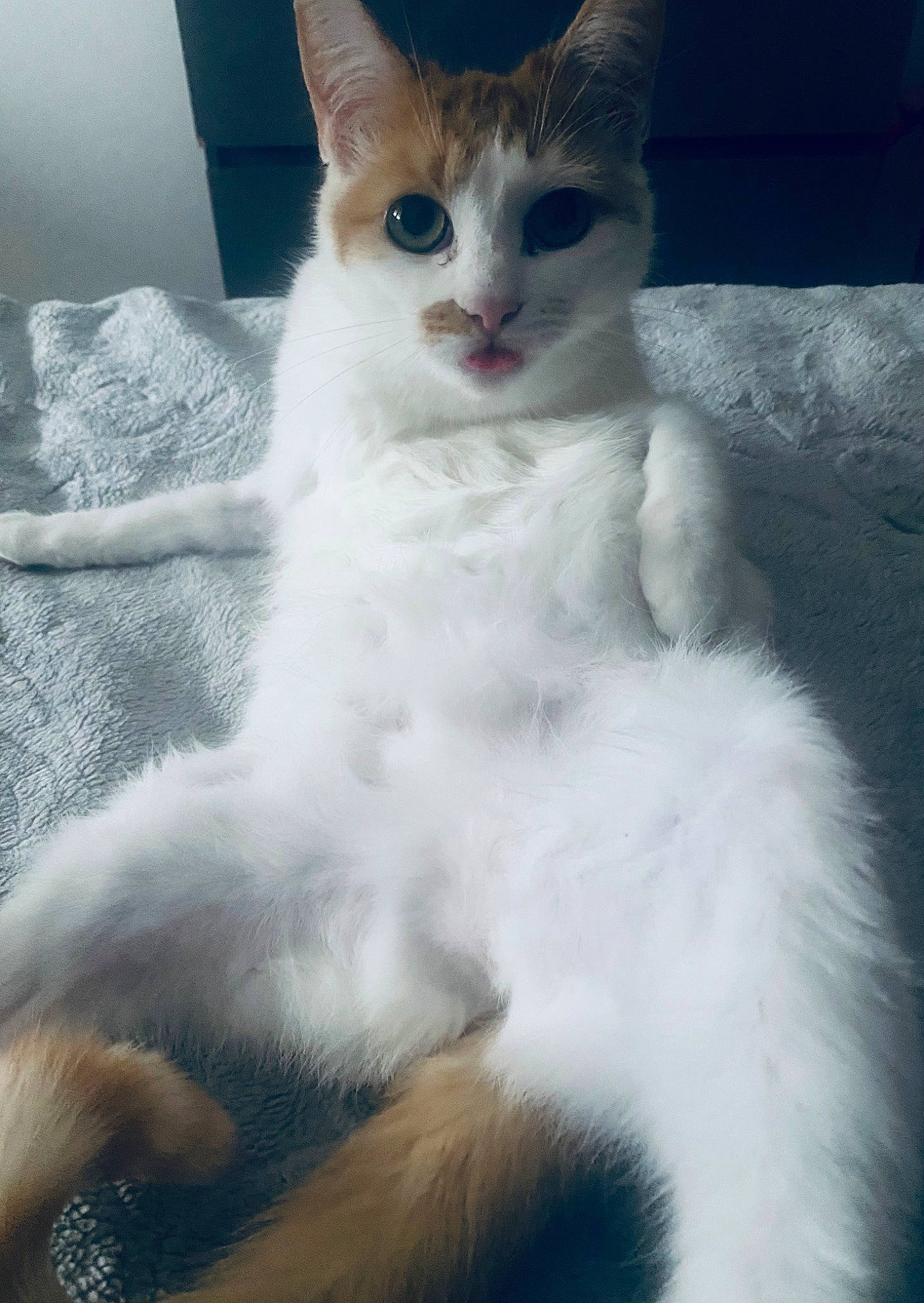 Mimi a rejoint le concours — aidez-le/la à gagner de superbes lots ! carnivore, cat, claw, comfort, domestic_short_haired_cat, ear, eye, felidae, fur, iris, paw, sitting, small_to_medium_sized_cats, snout, tail, terrestrial_animal, whiskers, window