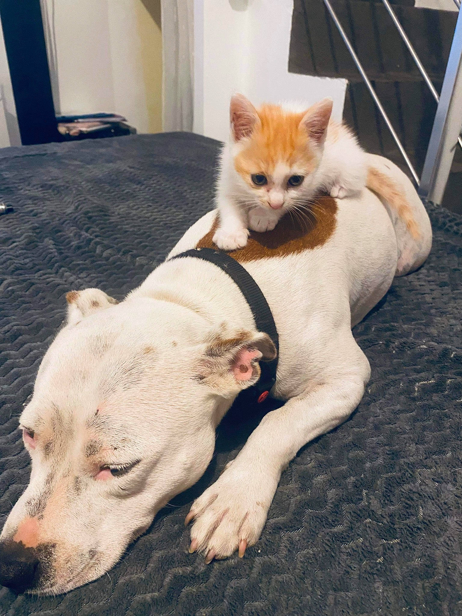 Mimi participe au concours pour gagner de l'argent avec cette photo : canidae, carnivore, cat, comfort, companion_dog, dog, dog_breed, fawn, felidae, flooring, foot, fur, paw, small_to_medium_sized_cats, snout, tail, terrestrial_animal, whiskers, wood, working_animal