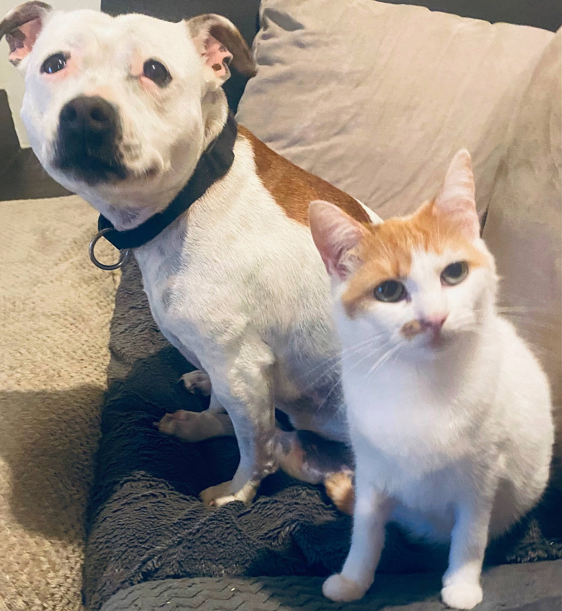 Mimi participe au concours pour gagner de l'argent avec cette photo : carnivore, cat, collar, companion_dog, dog, dog_breed, dog_collar, fawn, felidae, fur, mammal, paw, pet_supply, small_to_medium_sized_cats, snout, tail, terrestrial_animal, vertebrate, whiskers, working_animal