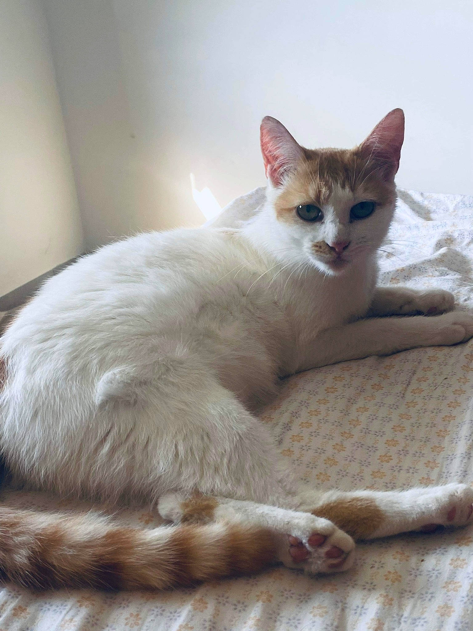 Mimi participe au concours pour gagner de l'argent avec cette photo : carnivore, cat, cat_supply, claw, comfort, domestic_short_haired_cat, fawn, felidae, fur, paw, small_to_medium_sized_cats, snout, tail, terrestrial_animal, whiskers, wood