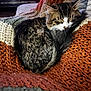 Alfee is registered to the contest to win money with this photo: animal, blanket, brown, cat, closeup, comfortable, cozy, cute, fur, indoor, knit, orange, pets, relaxation, resting, sleeping, tabby, tail, warm, white