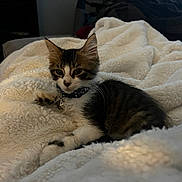 Alfee joined the competition — help win amazing prizes! animal, bed, cat, collar, comfort, cozy, curious, cute, domestic_cat, feline, fluffy_blanket, fur, indoor, kitten, pet, relaxed, resting, soft_texture, whiskers, young_animal
