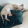 Aslan a rejoint le concours — aidez-le/la à gagner de superbes lots ! cat, sleeping, pillow, cozy, indoor, feline, resting, pet, fur, whiskers, relaxed, cushion, home, animal, striped, soft, comfort, snuggled, cute, peaceful