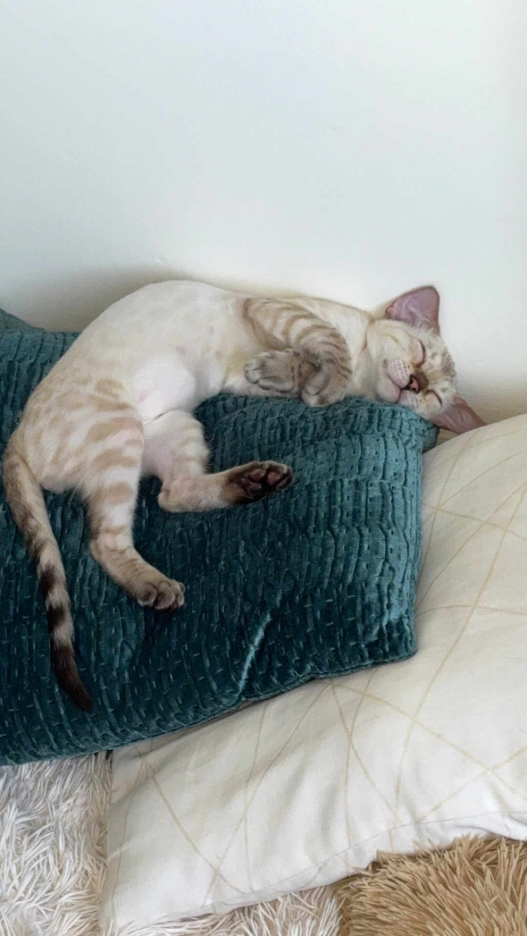 Aslan a rejoint le concours — aidez-le/la à gagner de superbes lots ! cat, sleeping, pillow, cozy, indoor, feline, resting, pet, fur, whiskers, relaxed, cushion, home, animal, striped, soft, comfort, snuggled, cute, peaceful