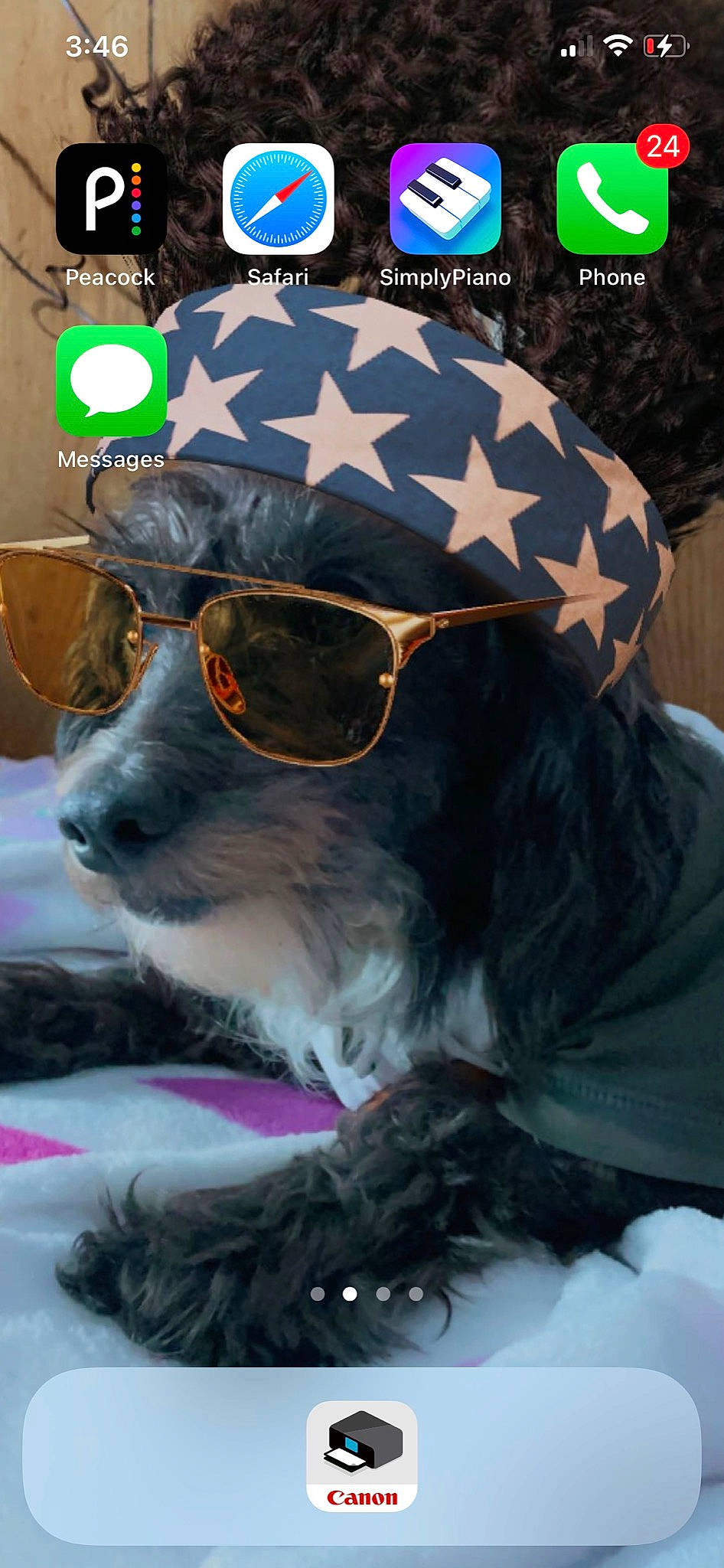 Scruffers joined the competition — help win amazing prizes! baseball_cap, cap, carnivore, companion_dog, dog, dog_breed, dog_collar, eyewear, fashion_accessory, fur, glasses, goggles, moustache, personal_protective_equipment, street_fashion, sunglasses, t_shirt, toy_dog, vision_care, whiskers