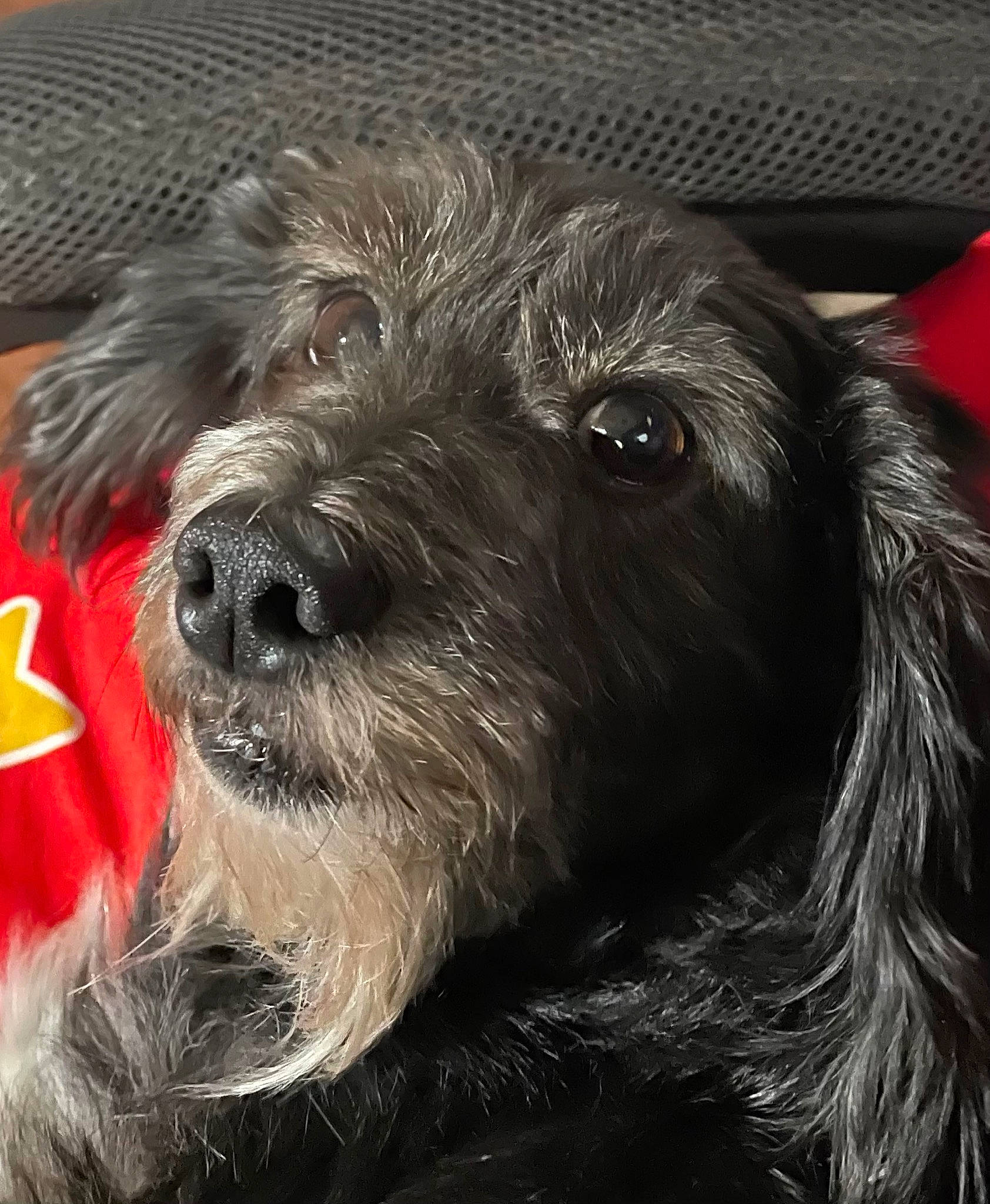 Scruffers joined the competition — help win amazing prizes! biewer_terrier, canidae, carnivore, companion_dog, dog, dog_breed, dog_collar, fur, liver, maltepoo, poodle_crossbreed, schnauzer, small_terrier, snout, sporting_group, terrier, toy_dog, water_dog, working_animal, working_terrier