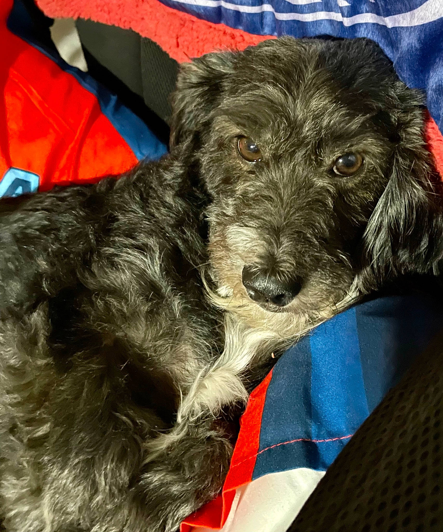 Scruffers joined the competition — help win amazing prizes! carnivore, companion_dog, dog, dog_breed, dog_collar, dog_supply, fur, liver, non_sporting_group, sporting_group, terrestrial_animal, terrier, water_dog, working_animal