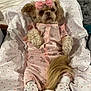adorable, animal, blanket, comfort, cozy, cute, dog, fur, heart_pattern, indoors, lying_down, pajamas, pet, pink_bow, relaxed, resting, sleepwear, small_dog, soft_lighting, white_shoes