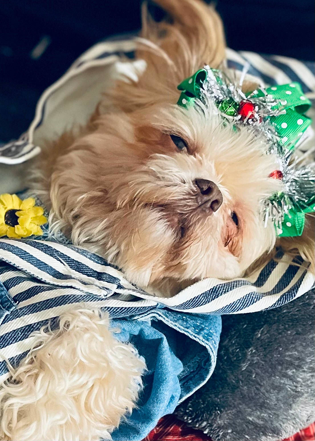 Bocki Ann joined the competition — help win amazing prizes! carnivore, companion_dog, dog, dog_breed, dog_clothes, dog_collar, dog_supply, event, eyewear, fashion_accessory, fawn, fur, liver, small_terrier, terrier, toy, toy_dog, whiskers, working_animal, yorkshire_terrier