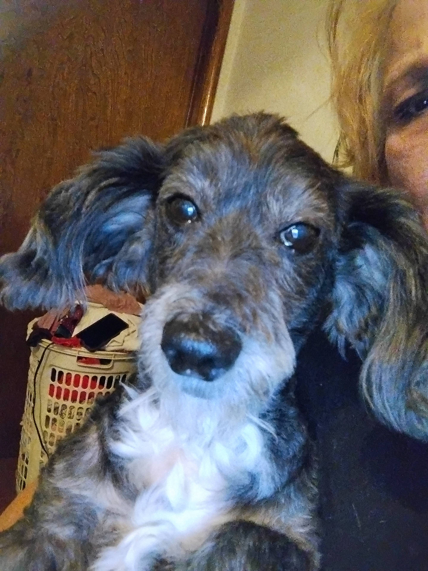 Scruffy joined the competition — help win amazing prizes! animal, close_up, clothes, companion, cozy, dog, ears, eyes, face, fur, furry, home, human, indoor, laundry_basket, nose, person, pet, portrait, snuggling