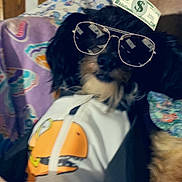 Scruffy is registered to the contest to win money with this photo: animal, black_fur, blanket, brown_fur, cartoon_money, clothing, costume, cute, digital_effects, dog, furniture, glasses, indoor, jacket, laying_down, money, pet, portrait, relaxed, wooden_wall