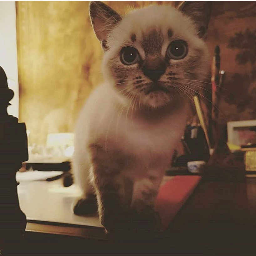 Maya participe au concours pour gagner de l'argent avec cette photo : animal, cat, egyptiancat, face, head, kitten, manx, person, pet, siamese