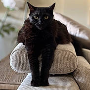 Cali a rejoint le concours — aidez-le/la à gagner de superbes lots ! animal, armrest, black_cat, cat, closeup, cozy, curious, ears, eyes, feline, furniture, home, indoor, mammal, pet, relaxed, sofa, stretching, texture, whiskers