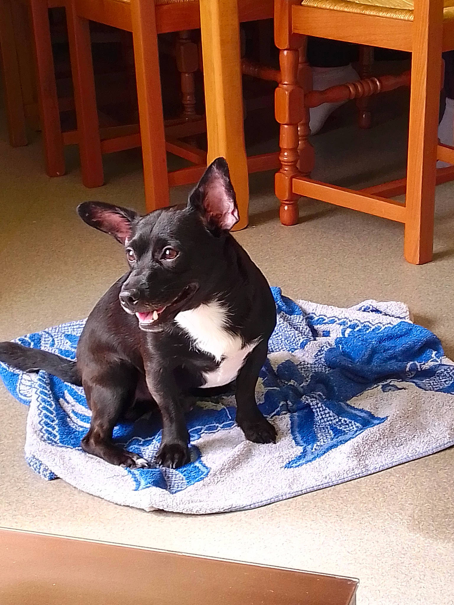 Wolf a rejoint le concours — aidez-le/la à gagner de superbes lots ! australian_kelpie, canidae, carnivore, companion_dog, dog, dog_breed, ear, french_bulldog, mammal, non_sporting_group, puppy, snout, table, vertebrate