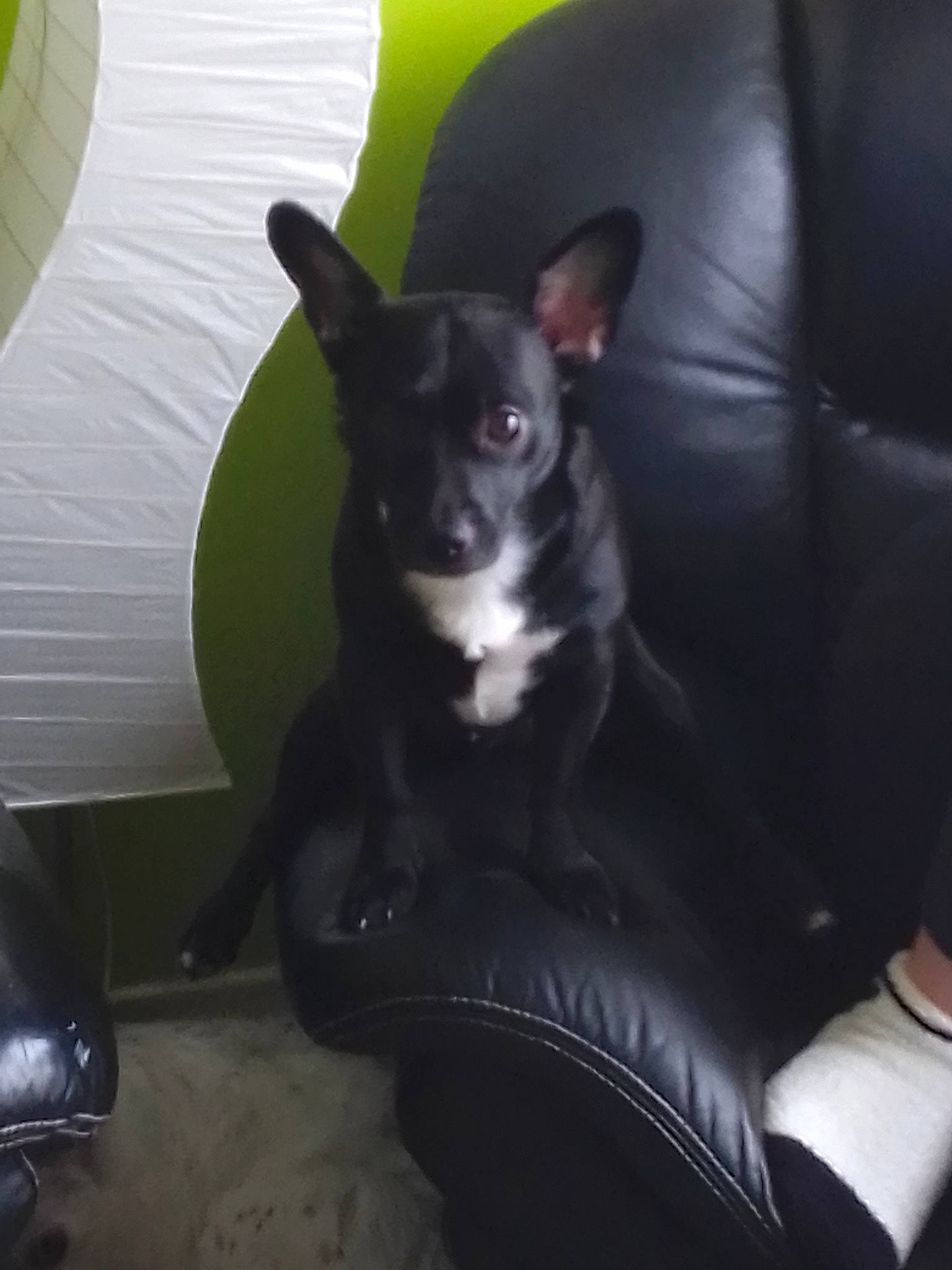 Wolf participe au concours pour gagner de l'argent avec cette photo : canidae, carnivore, chair, chihuahua, companion_dog, dog, dog_breed, ear, mammal, non_sporting_group, puppy, rat_terrier, toy_dog