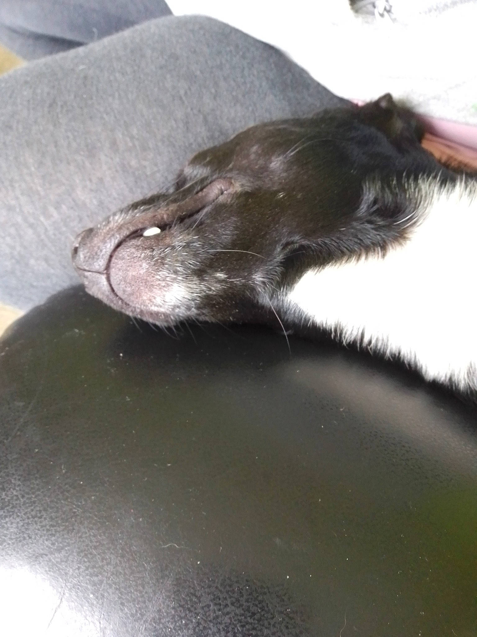 Wolf participe au concours pour gagner de l'argent avec cette photo : canidae, sporting_group