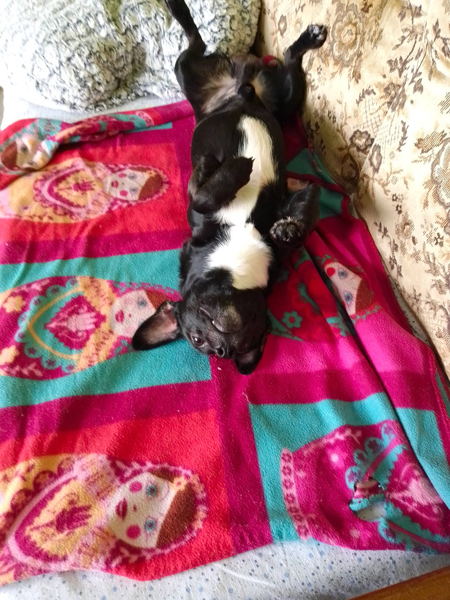 Wolf a rejoint le concours — aidez-le/la à gagner de superbes lots ! bed_sheet, blanket, boston_terrier, canidae, carnivore, companion_dog, dog, dog_breed, french_bulldog, linens, non_sporting_group, patchwork, pink, puppy, quilt, sporting_group, tail, textile