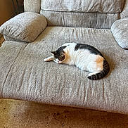 Lola joined the competition — help win amazing prizes! animal, black, cat, couch, cozy, domestic, floor, fur, furniture, gray, home, indoor, living_room, pet, quiet, relaxing, resting, sleeping, tabby, white
