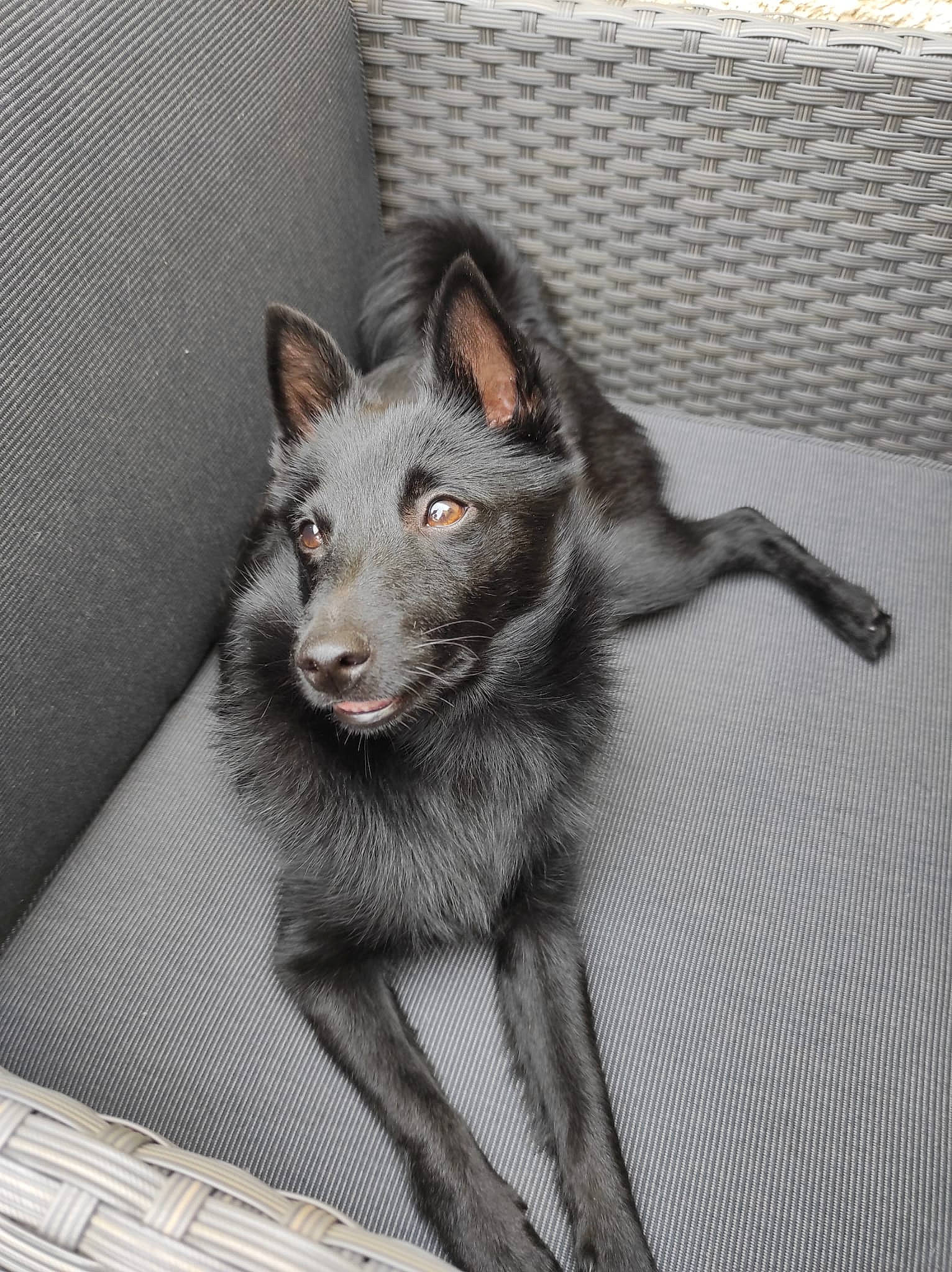 Shadow participe au concours pour gagner de l'argent avec cette photo : black_norwegian_elkhound, canidae, canis, carnivore, companion_dog, dog, dog_breed, flooring, fur, grey, guard_dog, jaw, paw, snout, sporting_group, tail, terrestrial_animal, whiskers, working_animal, working_dog