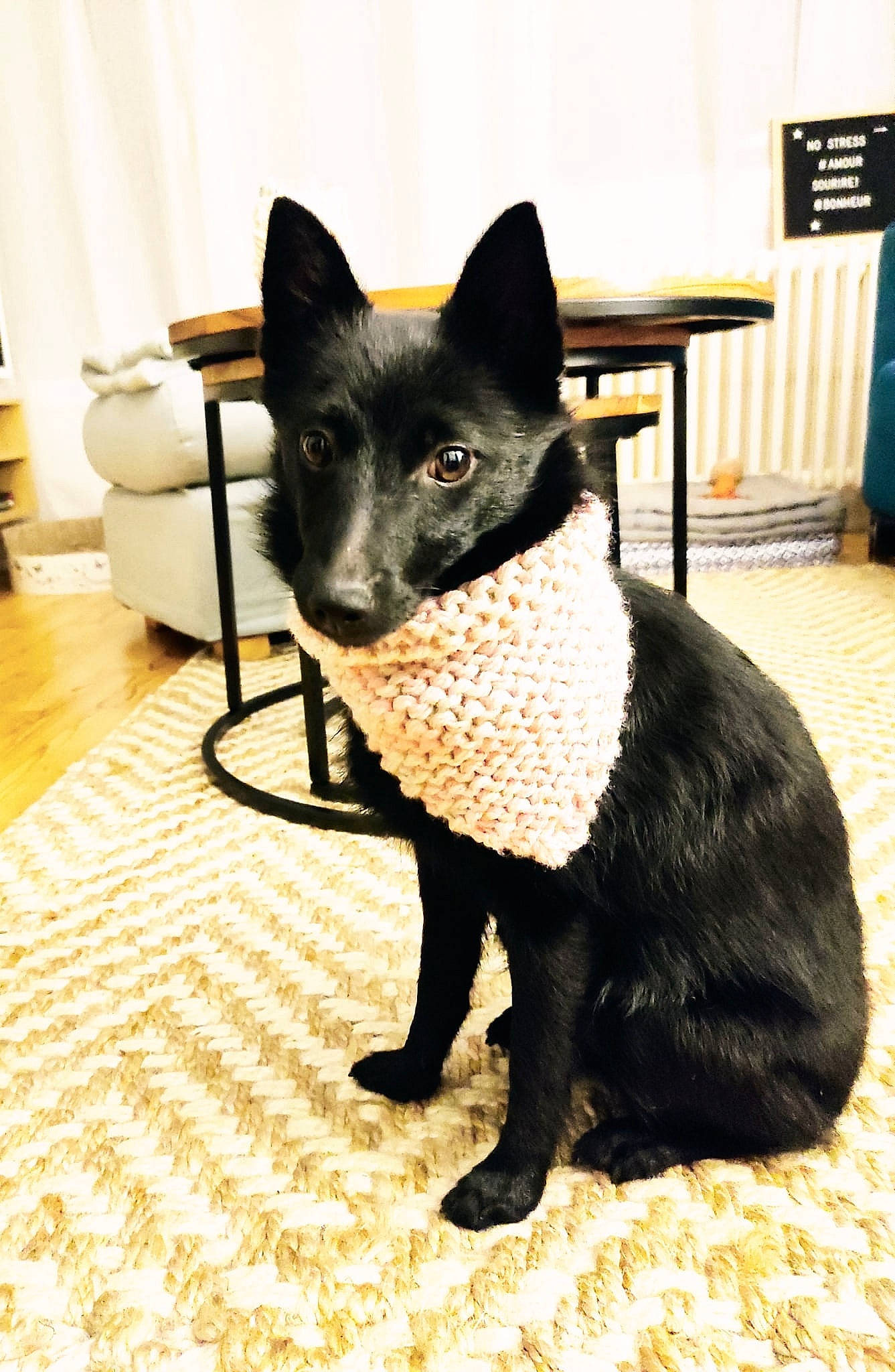 Shadow a rejoint le concours — aidez-le/la à gagner de superbes lots ! art, black_cat, bombay, canidae, carnivore, cat, cat_supply, dog_breed, domestic_short_haired_cat, eye, felidae, floor, flooring, fur, small_to_medium_sized_cats, snout, tail, terrestrial_animal, whiskers, window