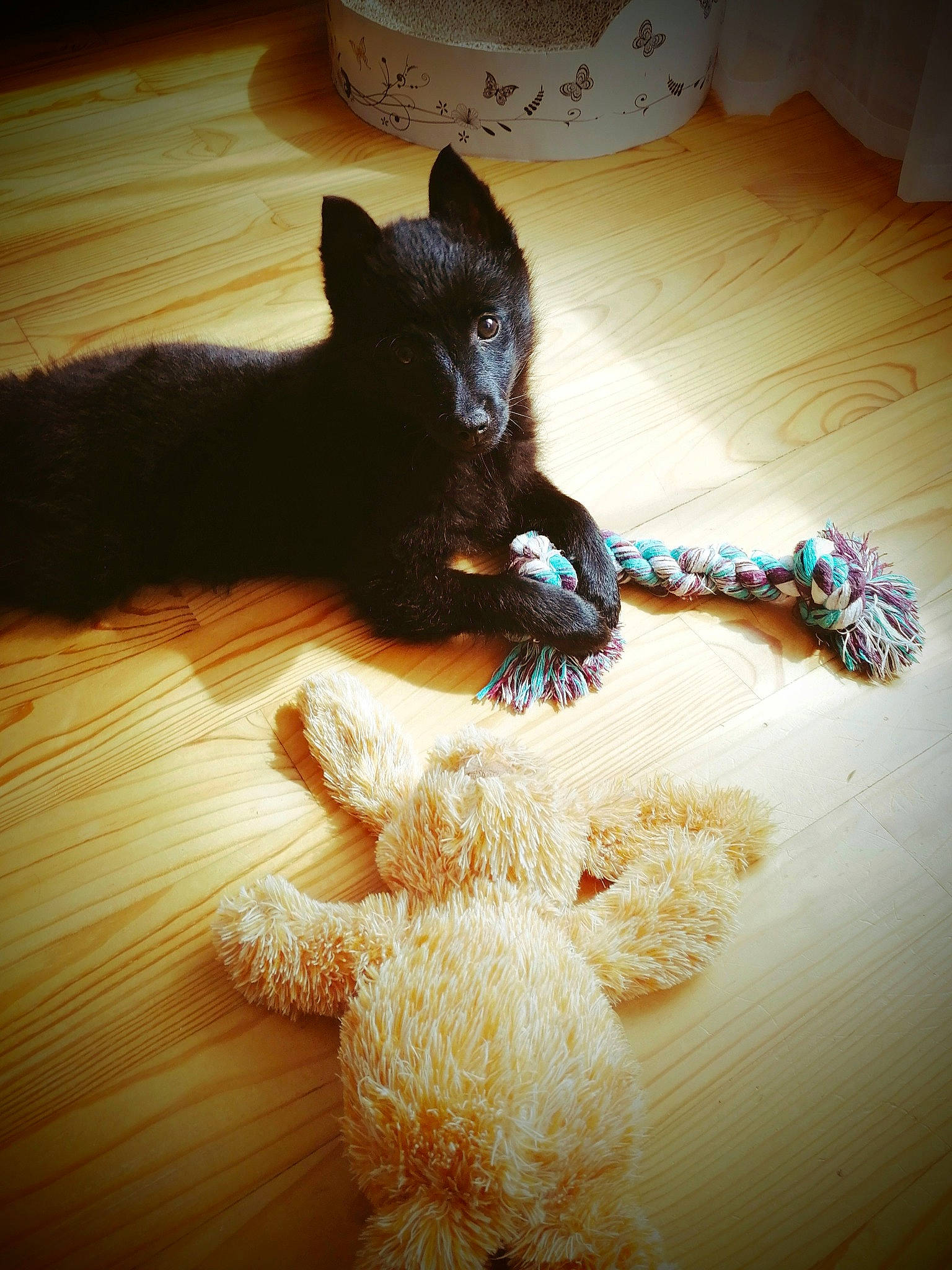 Shadow participe au concours pour gagner de l'argent avec cette photo : black_cat, bombay, carnivore, cat, comfort, dog_breed, domestic_short_haired_cat, fawn, felidae, flooring, fur, hardwood, light, paw, small_to_medium_sized_cats, tail, teddy_bear, toy, whiskers, wood