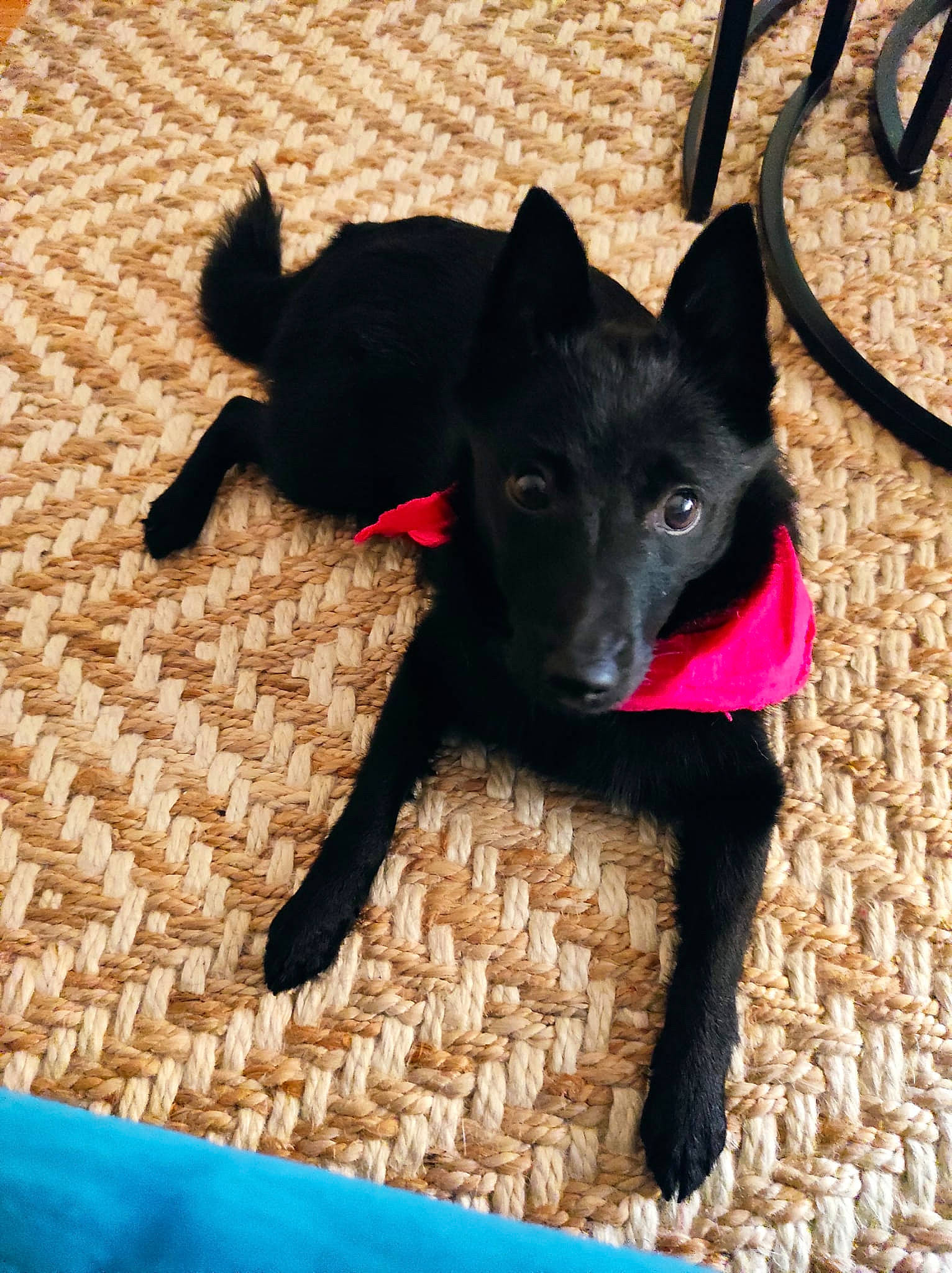 Shadow participe au concours pour gagner de l'argent avec cette photo : canidae, carnivore, collar, companion_dog, dog, dog_breed, dog_collar, dog_supply, electric_blue, eye, floor, flooring, pet_supply, snout, sporting_group, tail, whiskers, window, wood, working_animal