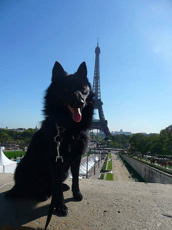 Helly a rejoint le concours — aidez-le/la à gagner de superbes lots ! black_norwegian_elkhound, canidae, canis, carnivore, companion_dog, dog, dog_breed, foot, fur, herding_dog, leisure, non_sporting_group, schipperke, sky, sporting_group, tail, travel, tree, working_animal, working_dog