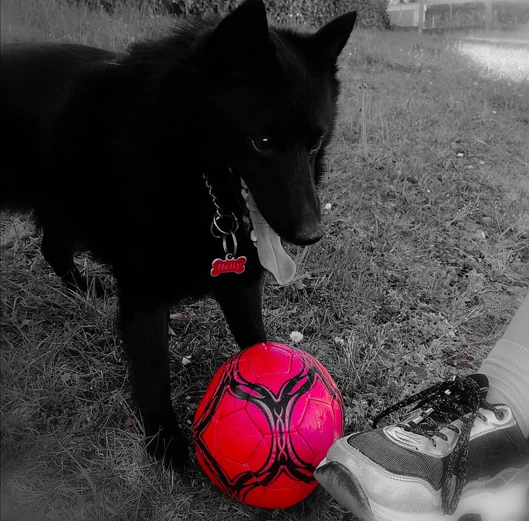 Helly participe au concours pour gagner de l'argent avec cette photo : ball, black, black_and_white, carnivore, dog, dog_breed, dog_supply, football, football_equipment, grass, mammal, monochrome_photography, player, snout, soccer, sports_equipment, sports_gear, style, white, working_animal