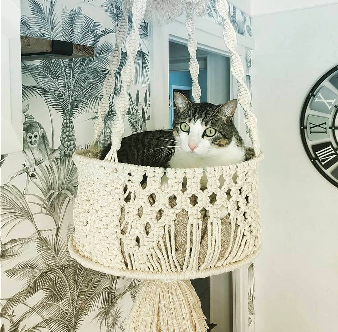 Ookie a rejoint le concours — aidez-le/la à gagner de superbes lots ! art, carnivore, cat, felidae, font, grey, interior_design, pattern, plant, rectangle, shelf, small_to_medium_sized_cats, stairs, tail, tire, tree, wheel, whiskers, window, wood