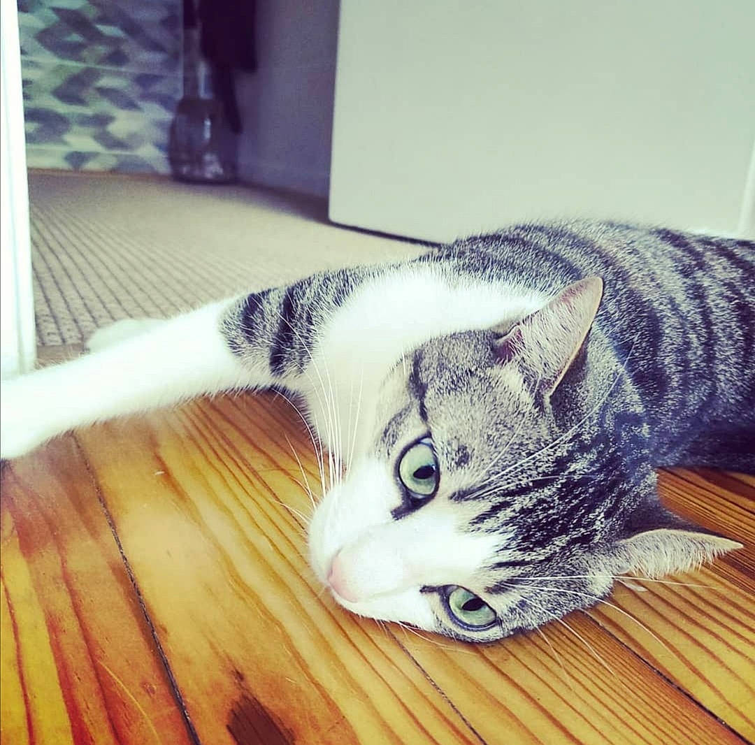 Ookie a rejoint le concours — aidez-le/la à gagner de superbes lots ! carnivore, cat, comfort, domestic_short_haired_cat, ear, felidae, floor, flooring, fur, hardwood, nap, paw, small_to_medium_sized_cats, snout, square, tail, varnish, whiskers, wood, wood_flooring