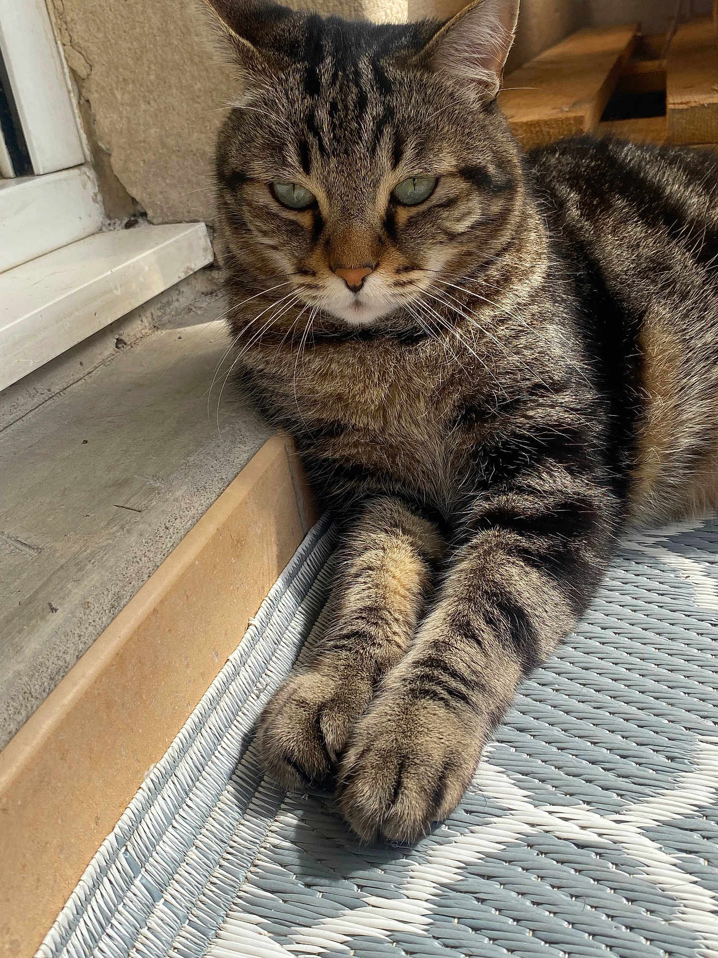 Tigrou