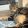 animal, cat, closeup, cute, door, feline, fur, home, indoor, mammal, mat, paw, pet, relaxed, resting, sleepy, striped, sunlight, tabby, whiskers