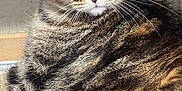 Tigrou participe au concours pour gagner de l'argent avec cette photo : animal, cat, close_up, cute, domestic_animal, ears, face, feline, fur, green_eyes, indoors, laying, mammal, pet, portrait, relaxed, resting, tabby, texture, whiskers