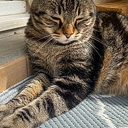Tigrou participe au concours pour gagner de l'argent avec cette photo : animal, cat, closeup, cozy, cute, feline, fur, indoors, mat, paws, peaceful, pet, relaxed, resting, sleeping, striped, sunlight, tabby, whiskers, window