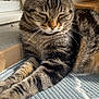 animal, cat, closeup, cozy, cute, feline, fur, indoors, mat, paws, peaceful, pet, relaxed, resting, sleeping, striped, sunlight, tabby, whiskers, window