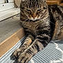 animal, cat, closeup, cozy, cute, domestic_cat, feline, fur, indoor, mat, paws, pet, portrait, relaxed, resting, sleepy, striped_fur, sunlight, tabby, whiskers