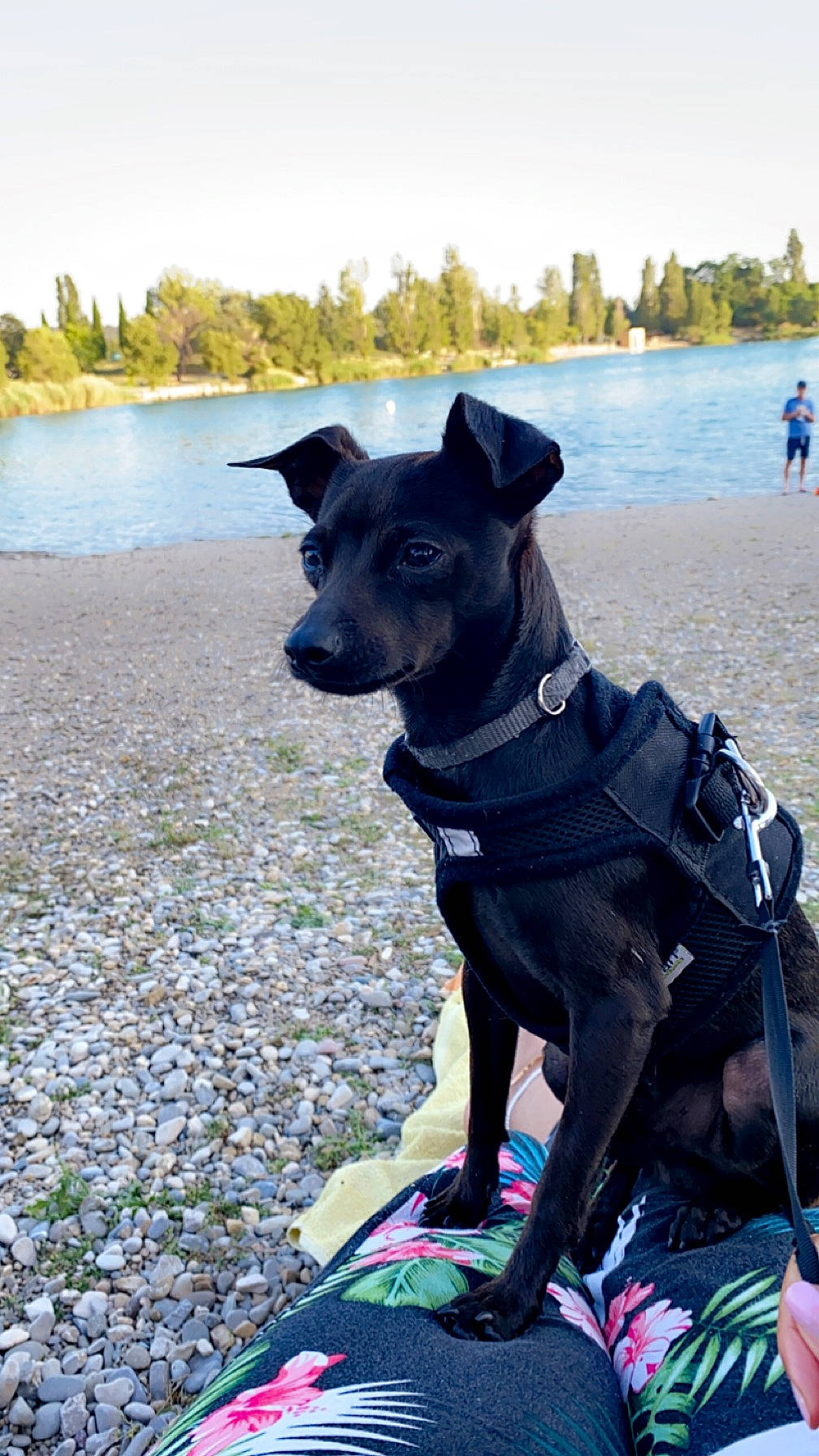 Simba a rejoint le concours — aidez-le/la à gagner de superbes lots ! beach, canidae, carnivore, collar, companion_dog, dog, dog_breed, dog_collar, dog_supply, fashion_accessory, fawn, lake, leash, pet_supply, recreation, sky, snout, sporting_group, water, working_animal