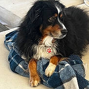 Subie joined the competition — help win amazing prizes! animal, blanket, canine, collar, comfort, couch, cozy, dog, fluffy, fur, home, indoor, looking_away, paw_print_tag, pet, relaxed, resting, seated, soft_texture, tricolor