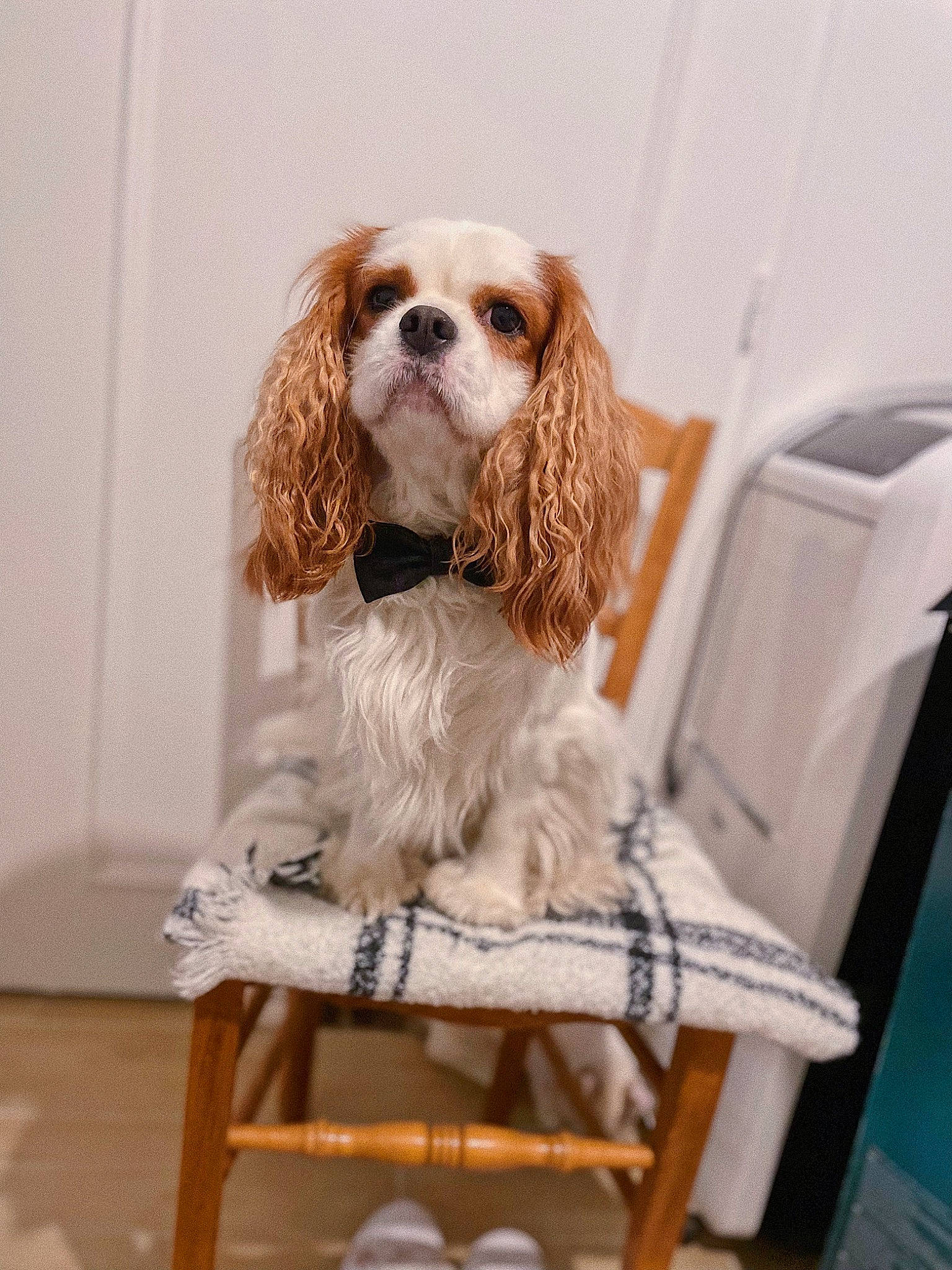 Charly participe au concours pour gagner de l'argent avec cette photo : canidae, carnivore, cavalier_king_charles_spaniel, chair, companion_dog, dog, dog_breed, dog_supply, door, fawn, fur, furniture, king_charles_spaniel, liver, sitting, snout, spaniel, sporting_group, toy_dog, working_animal