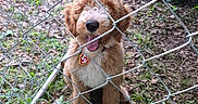 Butters is registered to the contest to win money with this photo: chain_link_fence, collar, curly_fur, cute, daylight, dog, earth, fence, fur, grass, happy, leaves, nature, outdoor, pet, plants, puppy, tag, tongue_out, young_dog
