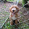 chain_link_fence, collar, curly_fur, cute, daylight, dog, earth, fence, fur, grass, happy, leaves, nature, outdoor, pet, plants, puppy, tag, tongue_out, young_dog