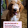 Butters is registered to the contest to win money with this photo: animal, brown_and_white, canine, curly_fur, cute, dog, domestic_animal, floor, fur, goldendoodle, happy, indoor, pet, portrait, puppy, sign, smiling, text_overlay, wooden_floor, young_dog