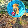 animal, blue_tunnel, chain_link_fence, daylight, dog, excited, fur, grass, leaping, mouth, nature, outdoor, pet, play, puppy, red_ball, rope, sunlight, toy, young_dog