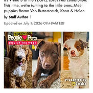 Butters is registered to the contest to win money with this photo: account_icon, advertisement, article, author_text, banner, date_text, dog, explore_icon, feed_icon, games_icon, halo_collar, home_icon, mobile_app, navigation_bar, photo_collage, pink_color, puppies, screenshot, text, title_text